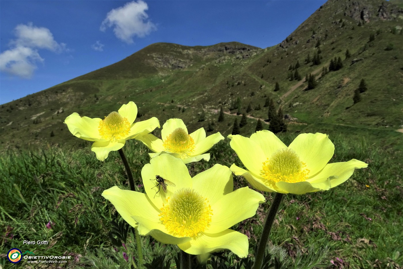 03 Pulsatilla alpina sulfurea con vista sul Monte Avaro.JPG -                                